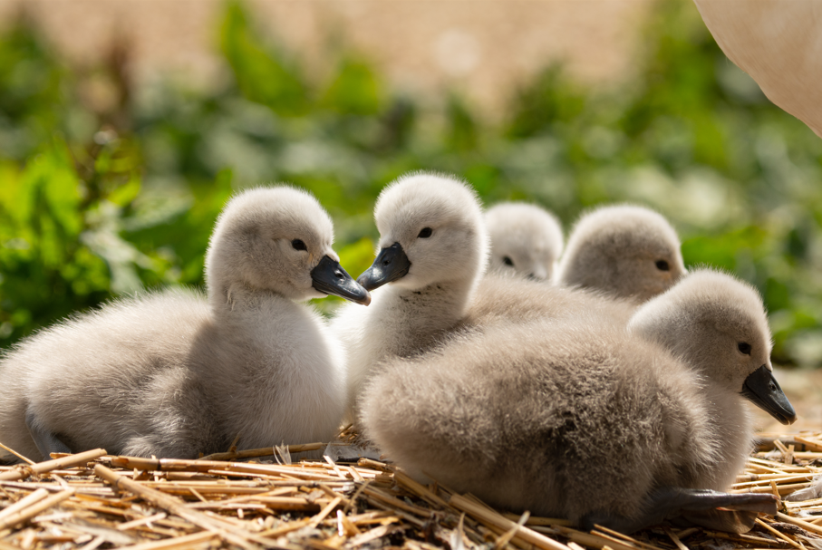 Abbotsbury Cygnets 2026